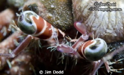 Looking into the eyes of a Hairy Red Hermit Crab by Jim Dodd 